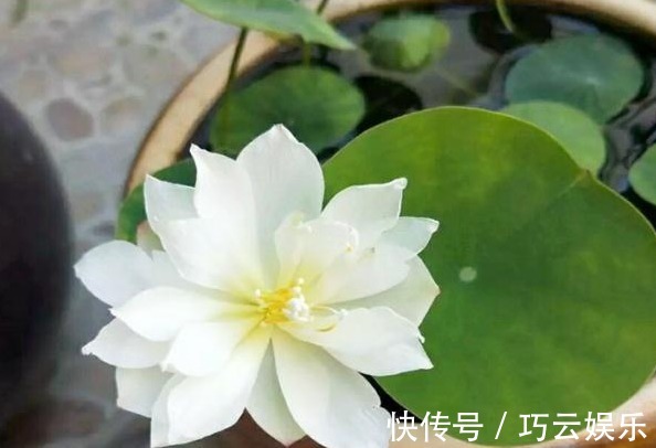 碗莲|别养绿萝了，此花叶大又绿，栽在阳台上，花开美如画，花香四溢！