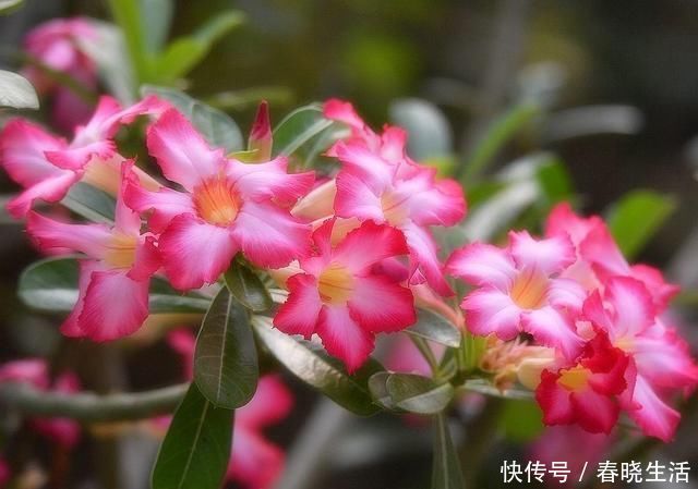 天竺葵|这3种花夏天能暴晒，越晒活力更足，开花更旺