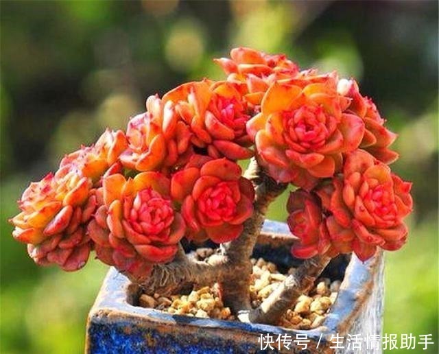 多肉中的牡丹仙子,晶莹剔透爱爆头,杏黄橙红颜色美,最适合新手!