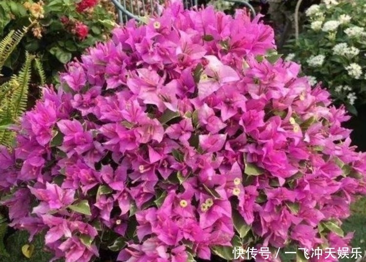 家里必养的4种花,好养又漂亮,还能散发诱人的花香