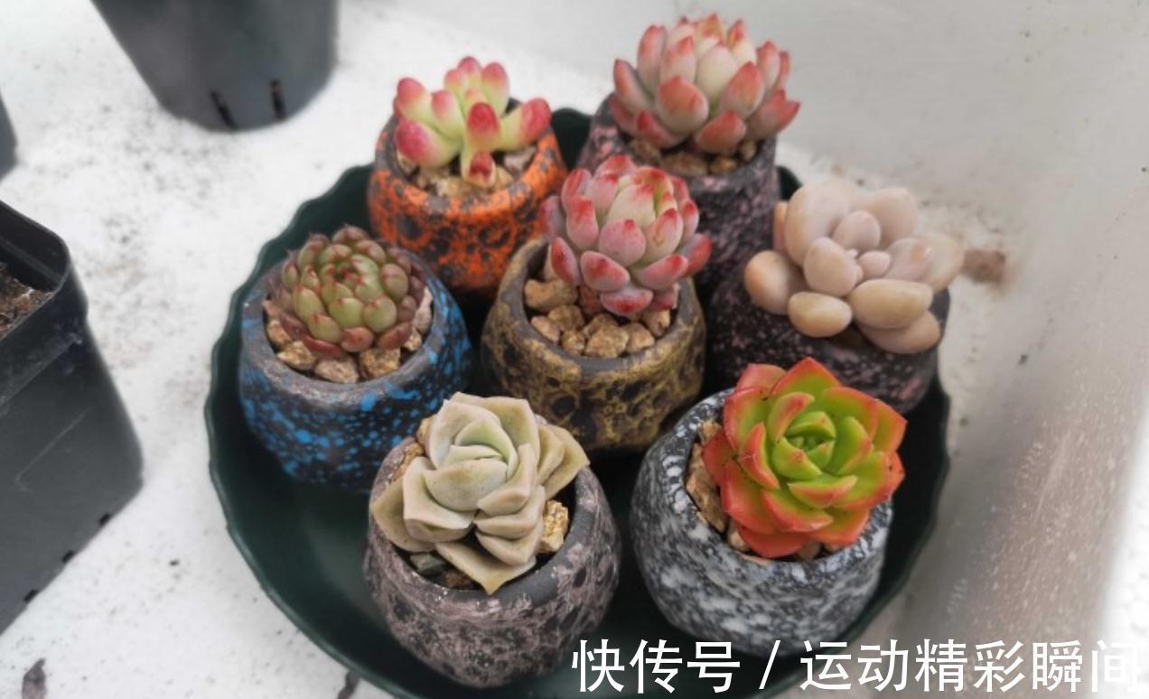 多肉小苗别急着控养,做好这四点,轻松控养出漂亮的多肉