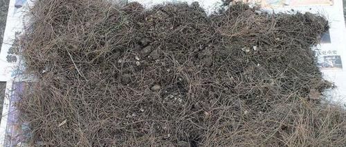 养花不死,全靠盆土,用这个土养花,能活几十年