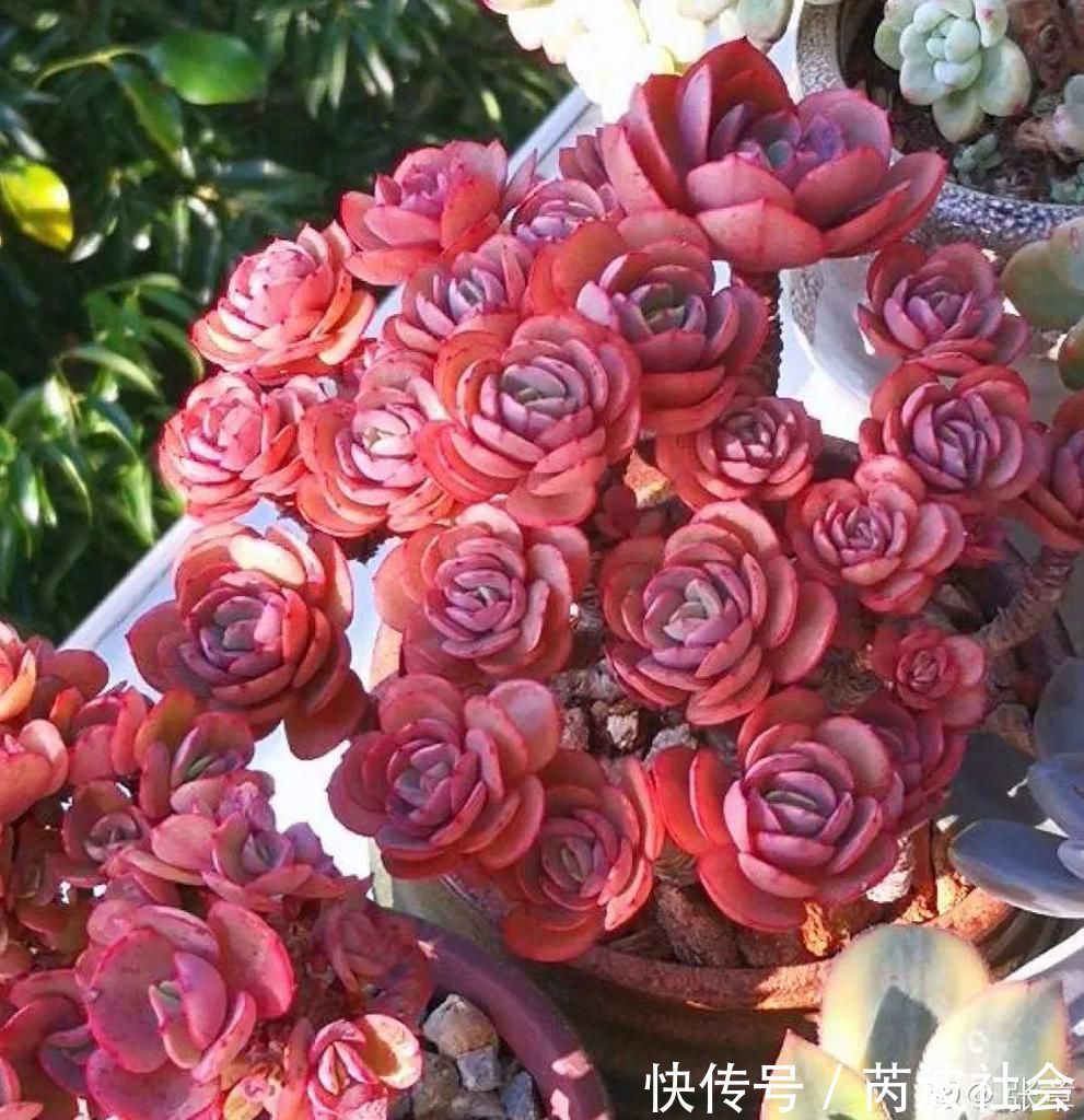 寒潮过后，多肉美出天际，颜色鲜艳明亮，真馋人！