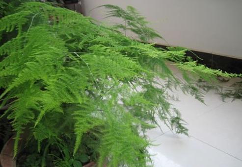 养文竹就用“它”,盆里埋几粒,不花钱效果好,“疯长”拦不住