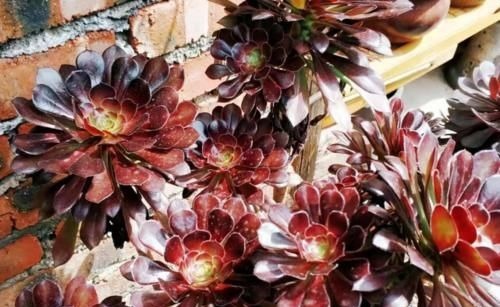 多肉黑法师能在卧室养吗?当然不行,它甚至都不适合放在室内养护