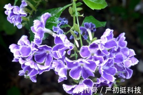 蕾丝|养花就养“姿态曼妙”的,花瓣边缘镶嵌着花波,如蕾丝花边太美了