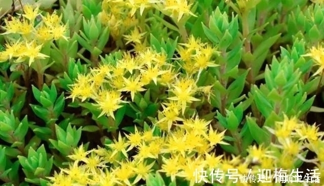 农村路边的小黄花,过去无人采摘,如今很多人种植,遇见记得栽培