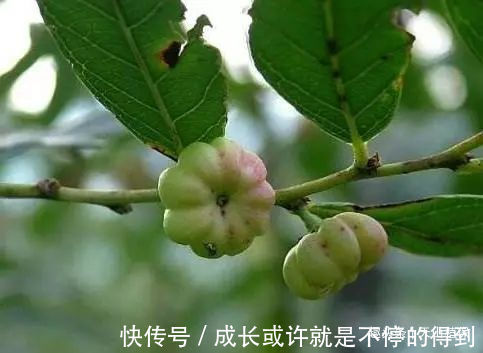 小女生们|乡下有种野果,与南瓜极为相似,却不能食用,用其治牙痛有奇效
