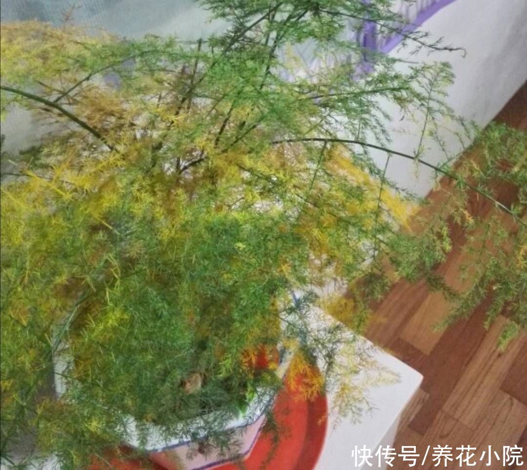 烂根|文竹就怕3件事，做错了容易出现烂根黄叶