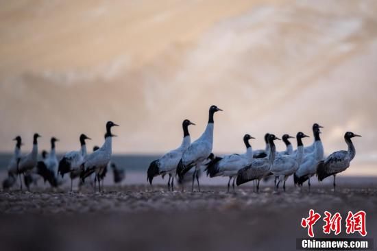 西藏林周：鹤舞高原闹新春