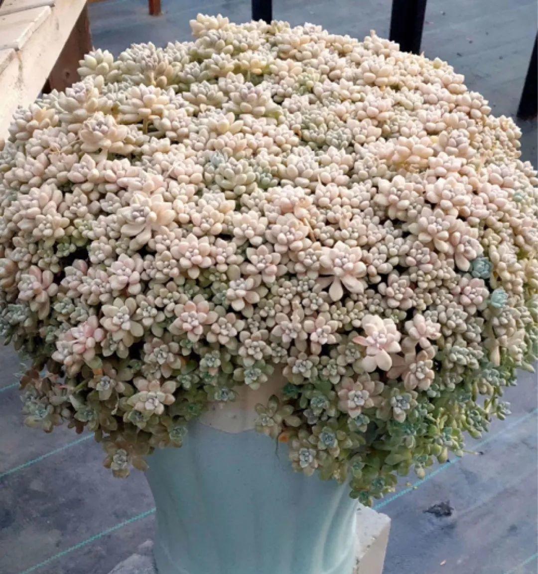 最小的盆,养最牛的花,还能开爆盆,真牛!