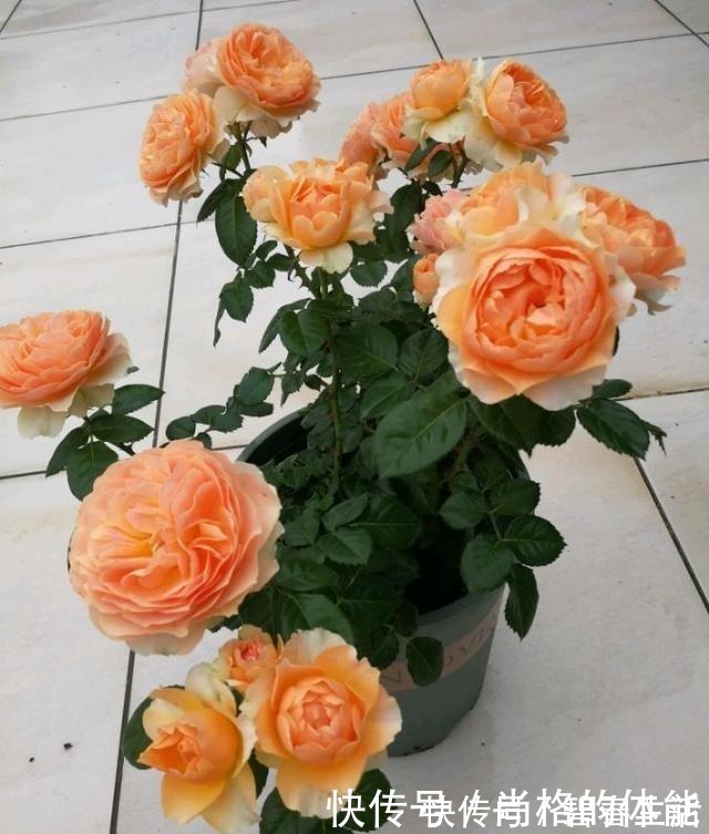 香气|不输果汁阳台，这款阳台盆栽月季，月月花开，香气四溢，值得入手！