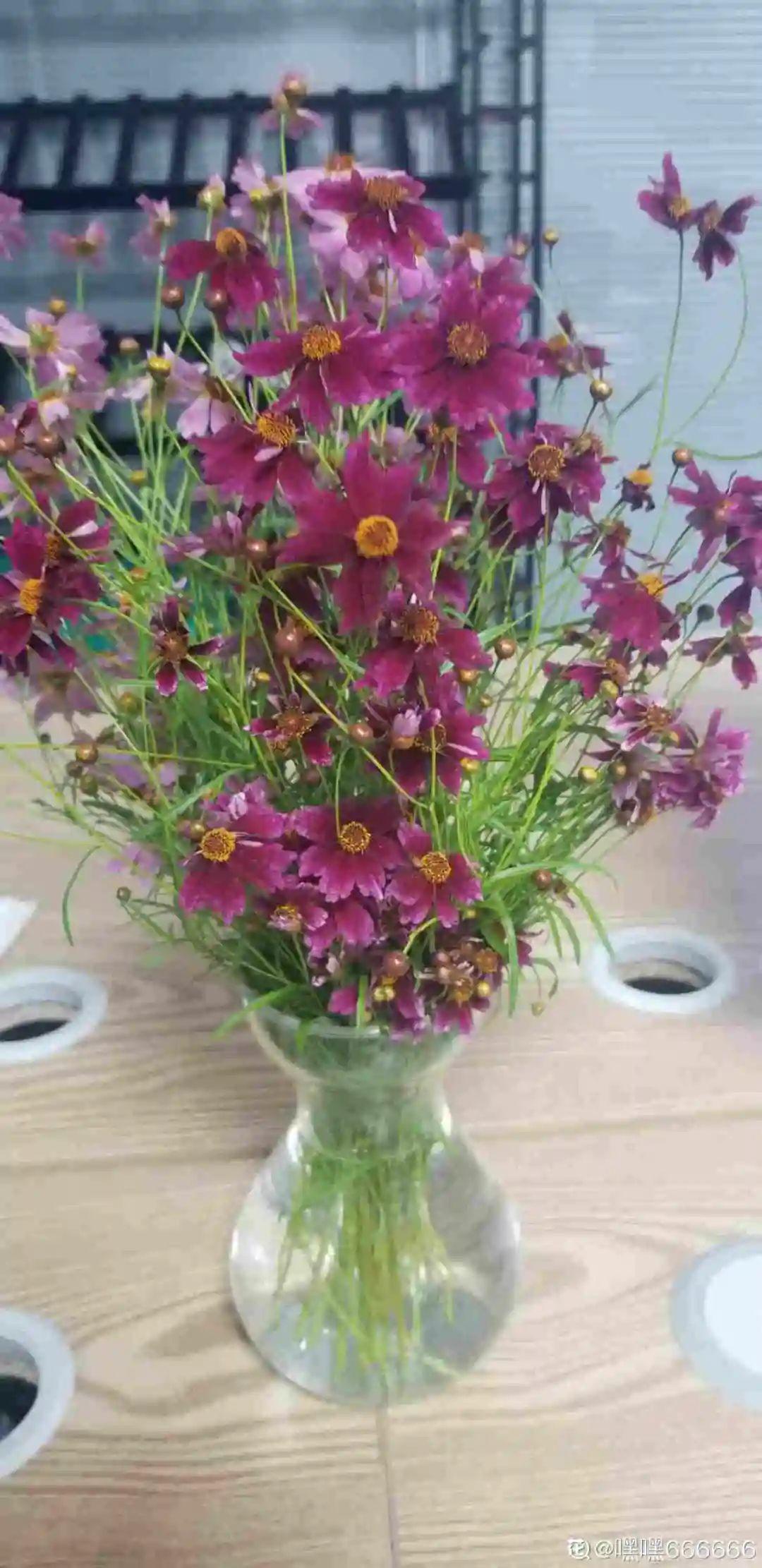 蕾丝|30种夏天花,热不死、晒不死,大半年都开花,还没病虫害