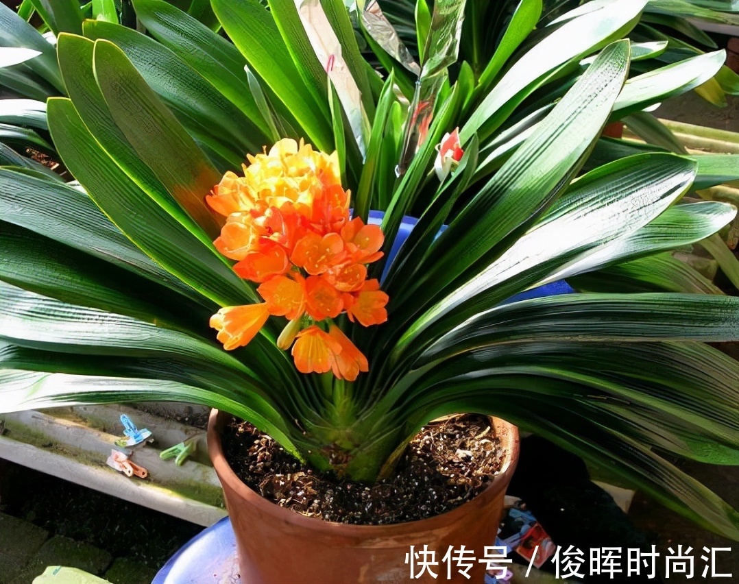 给君子兰、蟹爪兰喝2种“免费饮料”,坚持2个月,就能花开爆盆