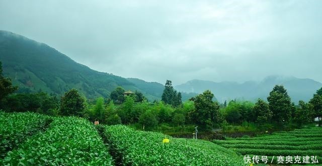 茶树|浙江几处著名的产茶胜地，有的人尽皆知，有的堪称中国最大茶园