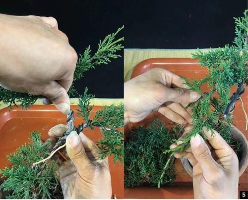 风动式的真柏盆景婀娜多姿，撩得我手定要上手一试！