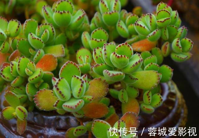 多肉|盘点5种最不好养的多肉,各种问题多,花友慎入