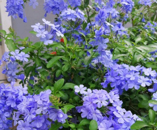 修剪|12月养蓝雪花,不能丢一边不管,几件事早点做,来年早开花