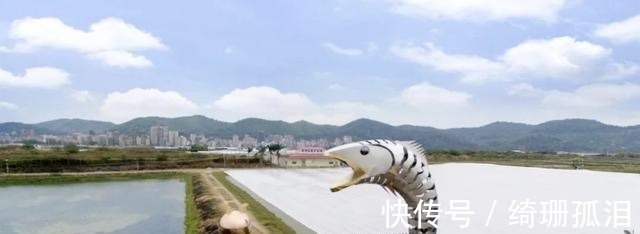 繁殖|渔民捕到“天价鱼”卖出347万高价,一夜暴富,是什么鱼呢