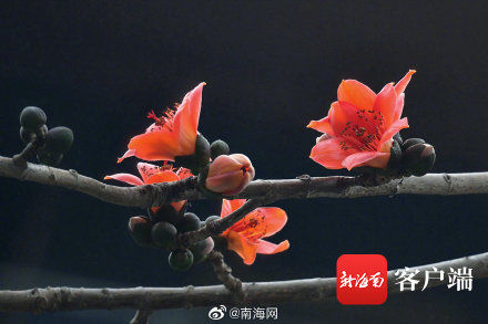 木棉花|海口木棉花悄悄开了 你有注意到吗？
