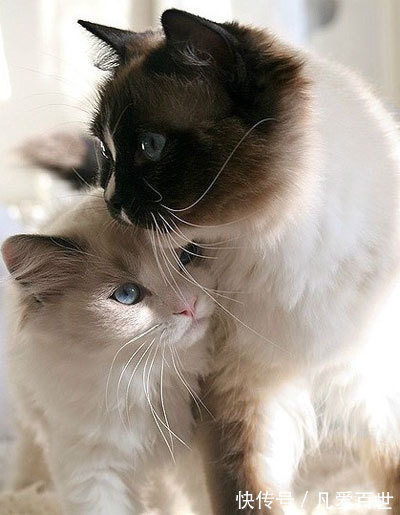 |搞笑动图:家有懒狗一只,谁要领走吧!