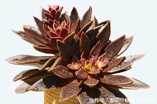 想让多肉顺利度过夏天，准备几个小工具很有帮助，别看不起眼！