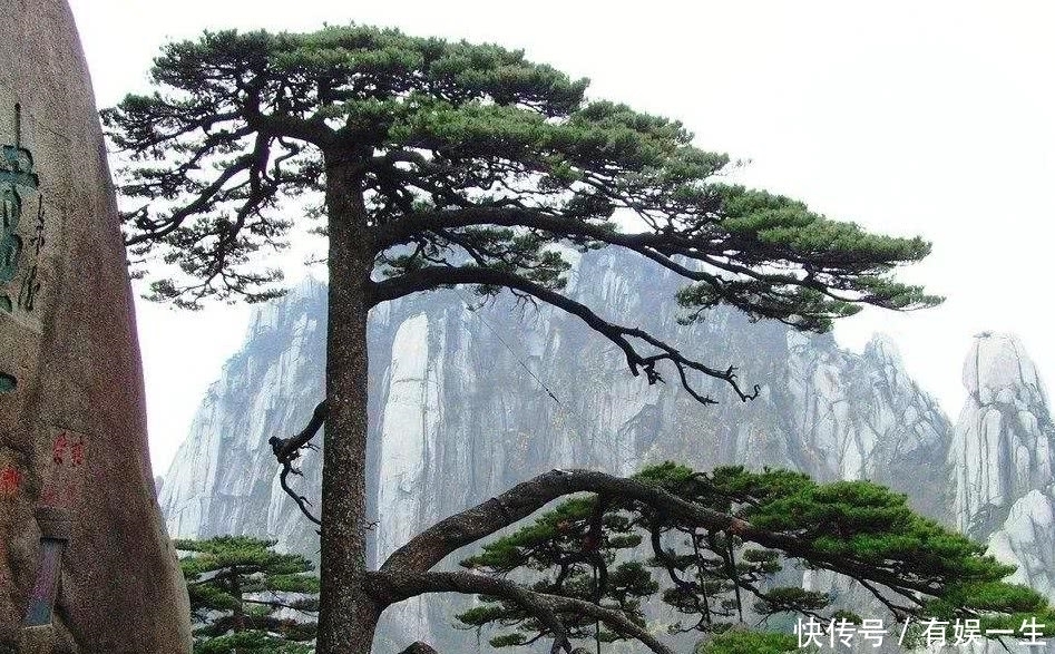 这颗最“假”的树,一个姿势保持八百年,还有专人看护