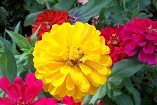 几款花卉便宜又好养，丢到阳台，四季繁花似锦，姿色艳丽