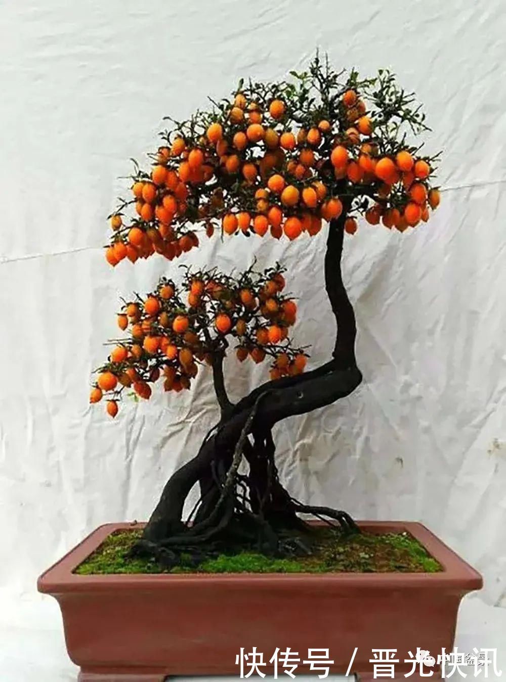 这两种盆景能当传家宝,被爱好者当“心头肉”