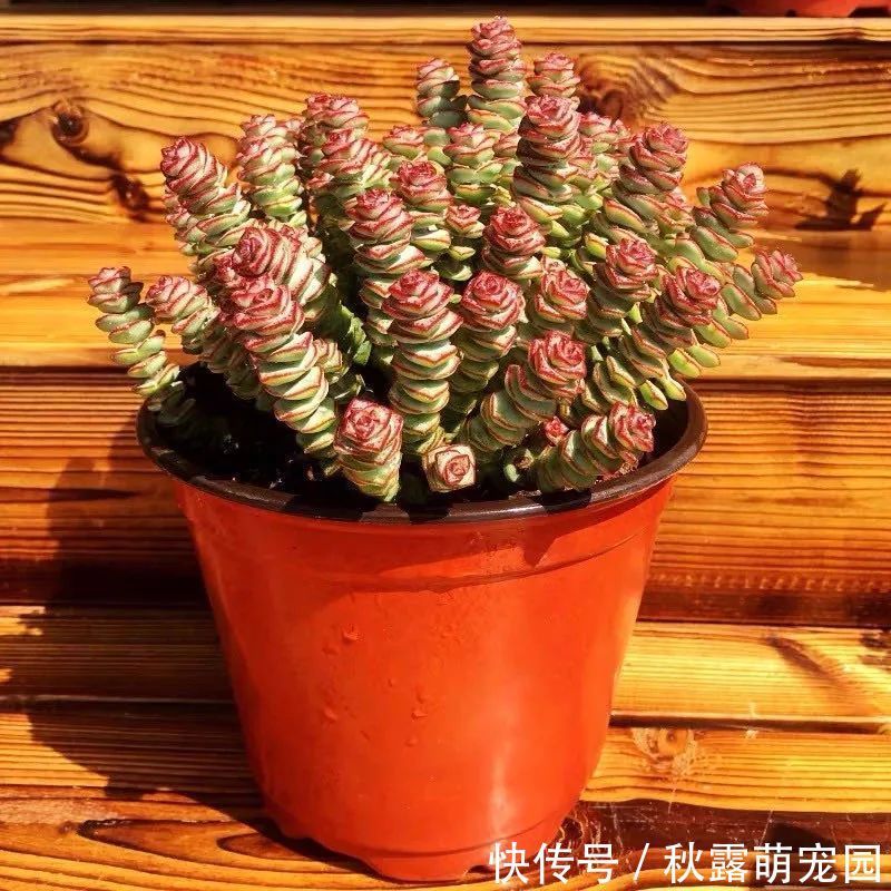 观赏价值|八种命里带“钱”的植物,家里养一盆,招财又旺运,你家养了几种