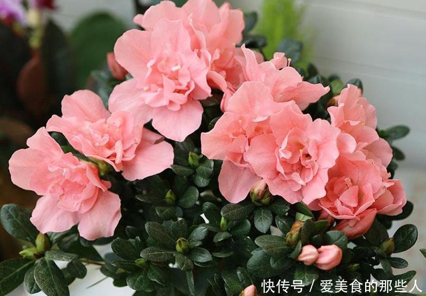 杜鹃花冬天室内有“四怕”,做错赶紧改正,让它叶子油绿不发黄!