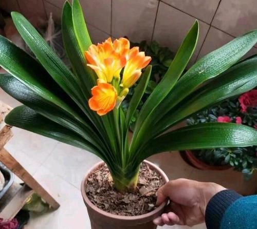 浇花|香蕉皮,作为天然有机肥,“酵一酵”养花,有这5大妙用