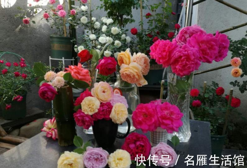 成本|家庭养花,该从哪些途径下手“压缩成本”?