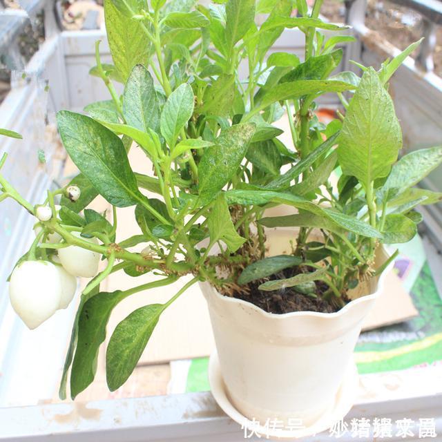 阳台|婆婆在阳台种“鸡蛋”,1盆能结“30个”,全家够吃,邻居太羡慕