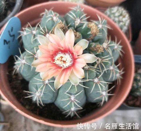 花盆|夏季养这三种花,用小盆更容易度夏,秋凉后疯长