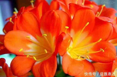 养君子兰有3忌,避开不黄叶不烂根,猛窜大白根,呼呼冒花箭