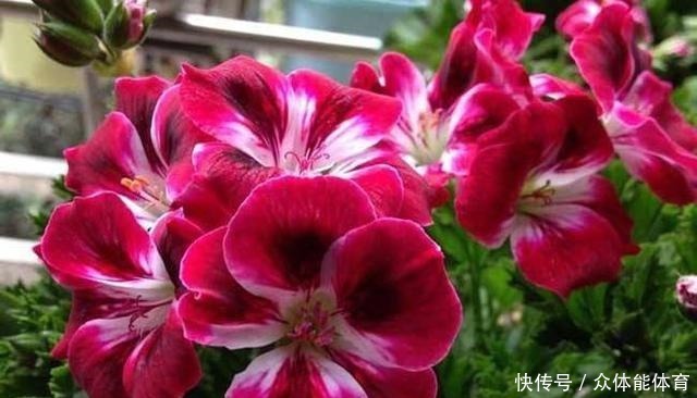 养花不用花钱,这3种花简单“扦插”,没几天就生根发芽,爱开花!