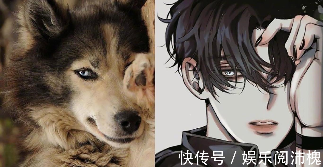 当动物被画师二次元化,可盐可甜可帅气,还是纸片人更让人心动