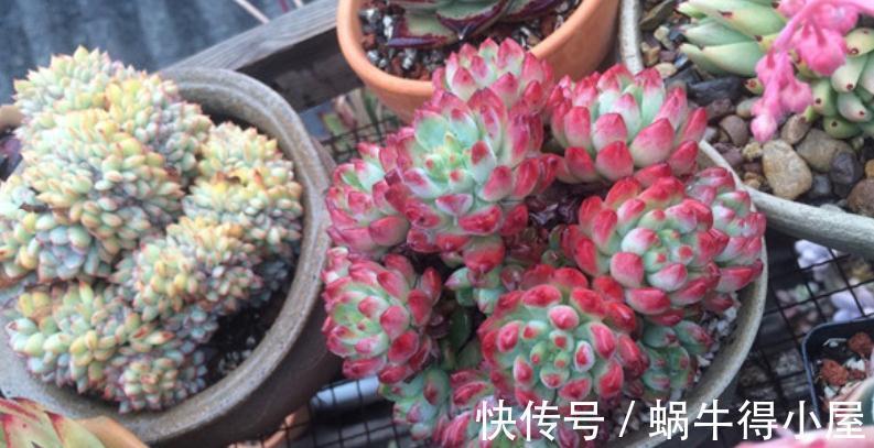 光照|哪些因素会影响到多肉蓝苹果出状态？此3点，不容忽视！