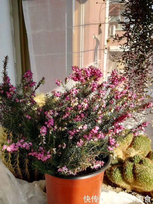 4种花身材不大，花量却怪“吓人”，深秋花开一大片，美翻了