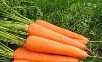 小米|胡萝卜和此物一起煮,大肚腩消失了,失眠好了,为了健康了解下