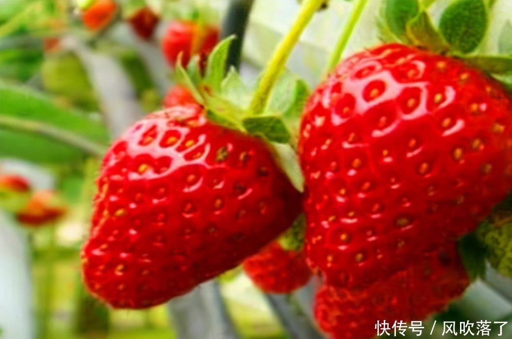 中年|对身体很好的3种食物，补充营养、延缓衰老，爱吃就赚了