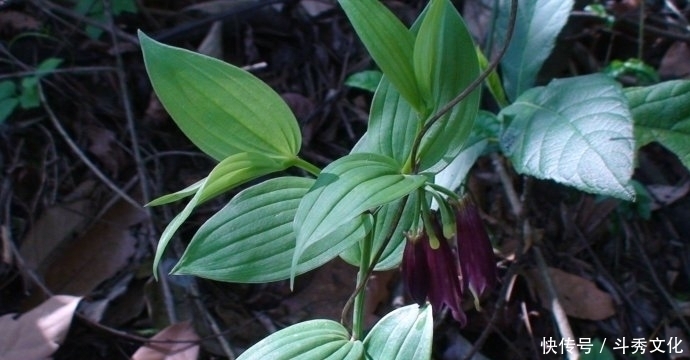 十个人九个腰疼,此草根冲酒服,腰不疼了,腿不酸了,早知早健康
