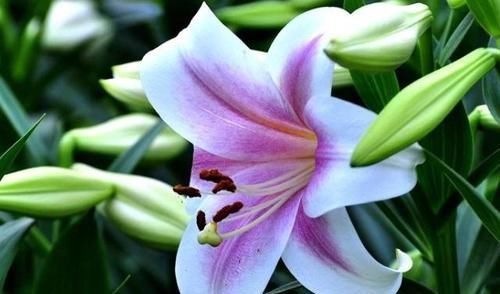 青钱柳|糖尿病的“福音”找到了,每天用“它”泡水喝,血糖或能悄悄下降