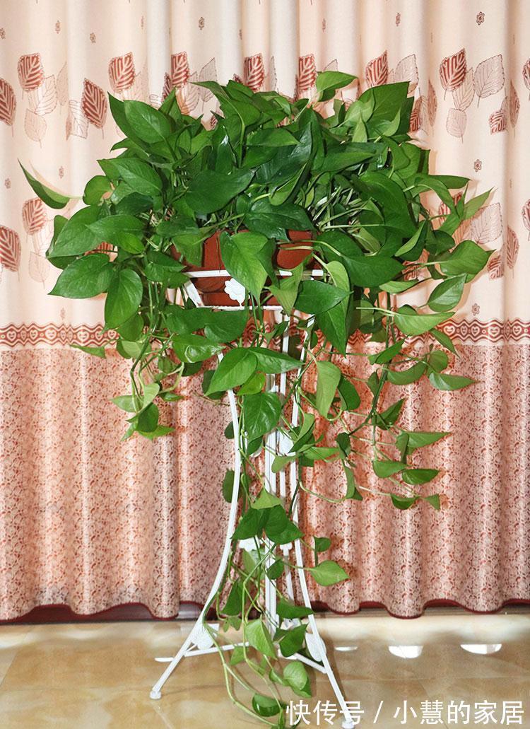 复合肥|公认的“12种耐阴花”,有点散光就能长,花叶俱美有格调