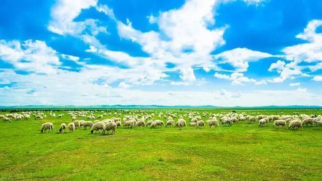 大草原|甘川边界的仙境小县，温度不到20℃，7月花开成海