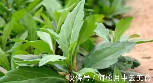 江南人|60种常见野菜,高清大图,收集全了真不容易!