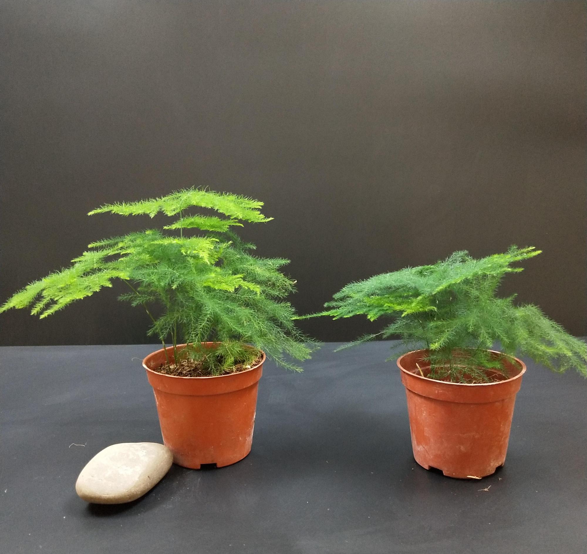 文竹促芽方法多，一杯水就能解决，你知道吗？