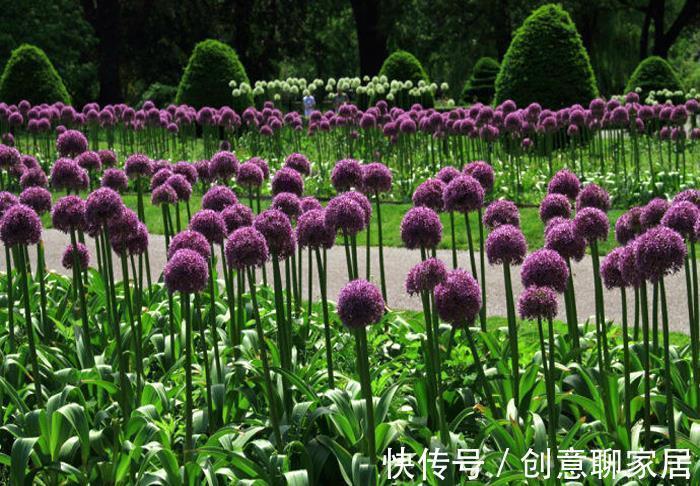 从8月11日开始,家养此款花卉,开花幽香暗淡,花型圆滚惹人爱