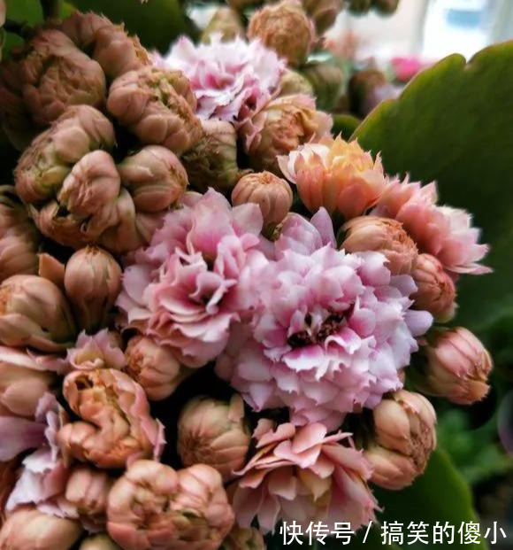 4种花专挑秋天爆盆，养一盆连续爆花3个月，花多花美